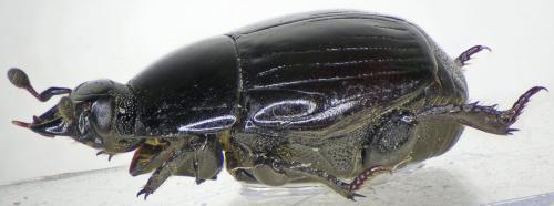Margarinotus ignobilis